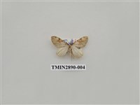 藏品(尺蛾622)的圖片